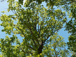 Quercus robur - Houppe irrégulière du Chêne pédonculé avec ses branches noueuses