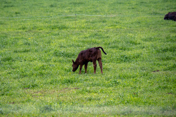 Schwarzes Kalb steht auf Wiese
