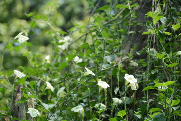 Wild flower blooming in summer