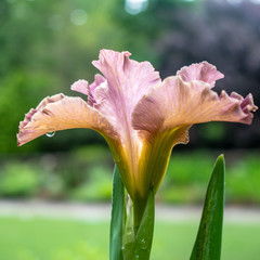 Purple iris with single dew drop