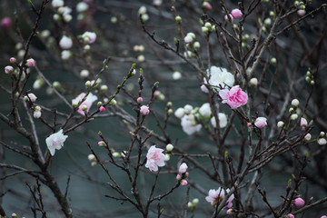 Early Stages of Blooming Trees