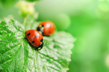 Two ladybugs on green leaves. Natural background, macro photography, copy space