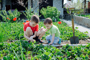 little boys brothers are caring for strawberries in the garden of a country house, gently trimming the leaves of a young plant, earthing up with a shovel. Earth Day concept. caring for  green planet