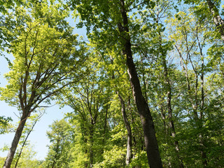 Quercus robur - Houppe irrégulière du Chêne pédonculé avec ses branches noueuses