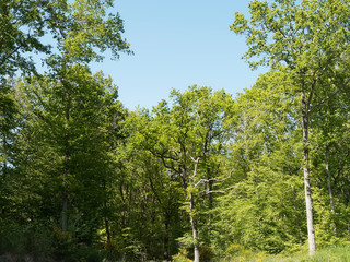 Paysage forestier - Chênes pédonculés - chênes blancs - chênes européens (Quercus robur)