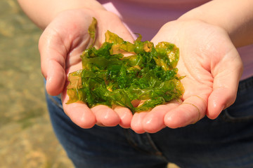 Naklejka na ściany i meble Young woman holds in hands laminaria seaweed. Breakfast,lunch,dinner.Raw,vegan,healthy food,japanese cuisine
