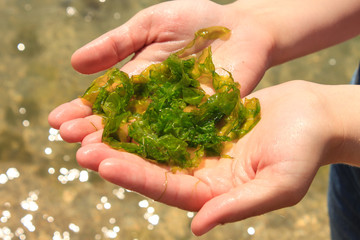 Young woman holds in hands laminaria seaweed. Breakfast,lunch,dinner.Raw,vegan,healthy food,japanese cuisine - obrazy, fototapety, plakaty