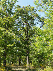 Quercus robur - Tronc droit à écorce grise et lisse du chêne pédonculé