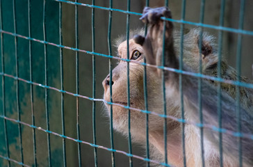Affe Tierpark Görlitz