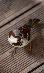 Spatz 