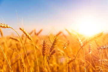 Fototapeta premium field of ripe wheat against the blue sky. harvest.