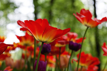 Fototapeta na wymiar Spring tulips in the park 
