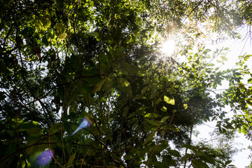 Sunshine with the trees