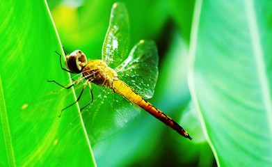 dragonfly