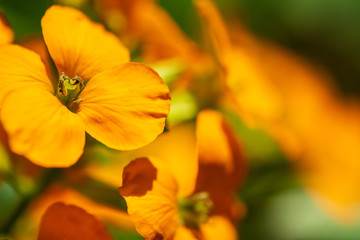 Western Wallflower, Orange Wildflower Closeup