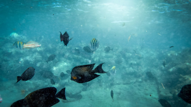 Closeup underwater photo of coral reef fishes swimming in the ocean next to the sandy sea bottom