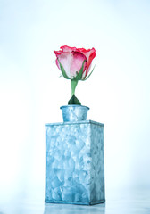 Single Red Rose in Bloom in a small metal aluminum vase