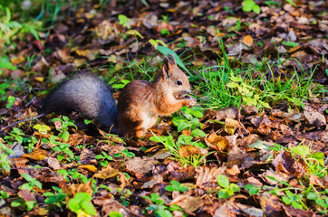 Squirrel in autumn forest