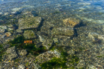 Rocky Sea Bottom