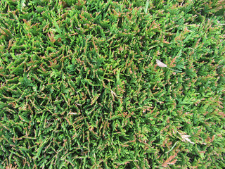 Close up of Leyland cypress hedge as a background