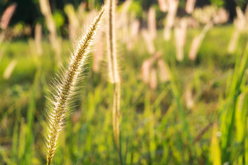 Grass flower in sunlight nature