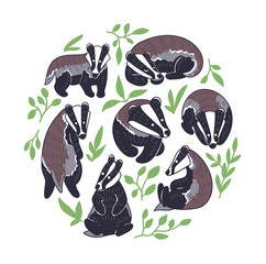 Badger vector illustration. Hand drawn set of  cute Meles meles in different poses. Circle composition with leaves. © Ann