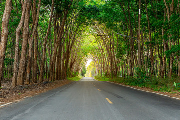 Para rubber tree, latex rubber plantation and tree rubber