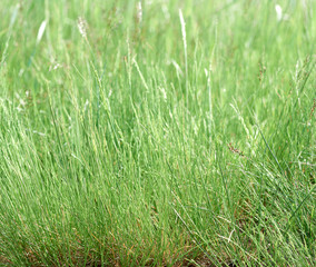 long stems of fresh green grass in the steppe zone of Ukraine