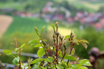 Buds of roses closeup on blurred green background