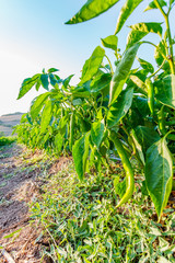 Organic green pepper farm, Marmara region, Turkey