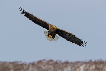 White-tailed eagle hunting fish