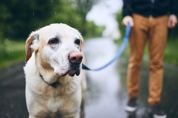 Man with dog in rain