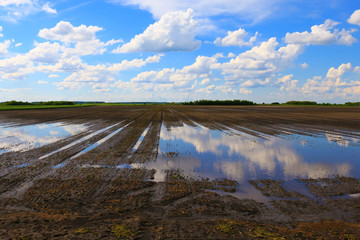 Very wet agriculture clay field with puddles of water due to the rain. It is a cloudy day