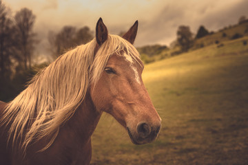 Brown horse warm colors