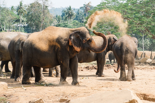 Elephants