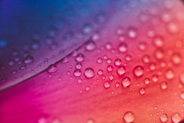 Detail of flowers and plants with waterdrops