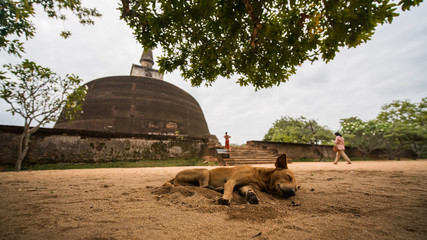 Dog sleeping in front of a stupa in Sri Lanka