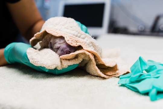 the rub down of puppy