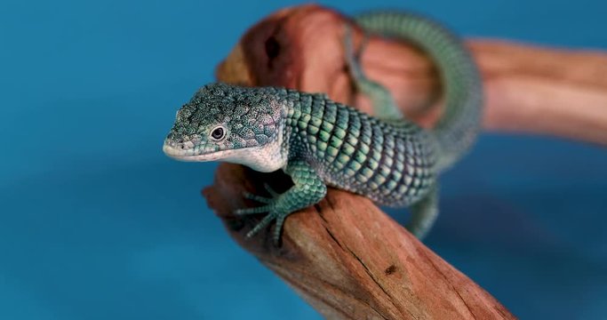 Cute, blue and green Mexican Alligator Lizard that is climbing a brown branch resting on a studio, blue background. The reptile has vibrant colors and a symmetrical pattern running down its body. 4k