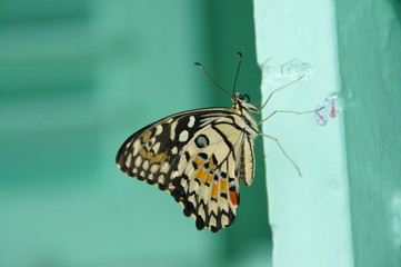 butterfly with brown and dotted white orange. just rest a while before fly.