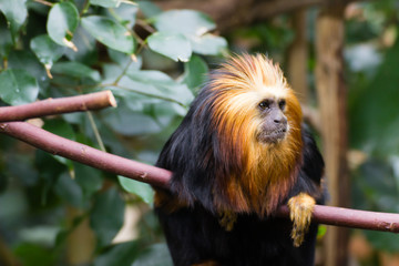Golden tamarin