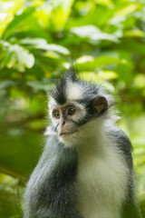 Langur/ Thomas leaf monkey 