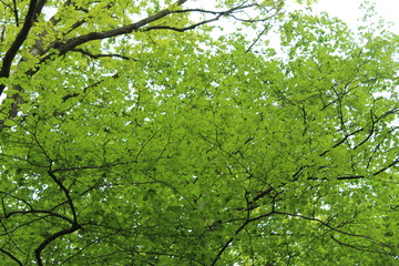 Branches d'Arbres au Printemps