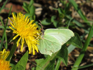 Zitronenfalter Schmetterling