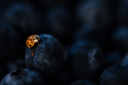 A Bright Red Ladybug On Dark Blue Blueberries