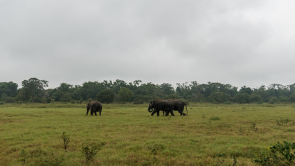 Wild Asian elephant herd gathering in the grassland in Minneriya National Park, Sri Lanka