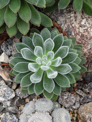 Top view of an Echeveria with white fuzz
