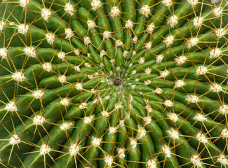 Echinopsis bruchii rosette background