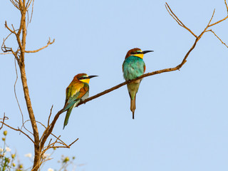 Two European Bee-Eaters Perched in Tree on Blue Sky in Spring