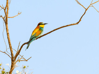 European Bee-Eater against Blue Sky in Spring 